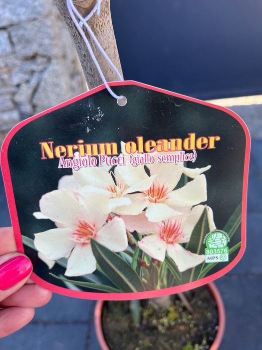 Oleander na pniu ANGIOLO PUCCI