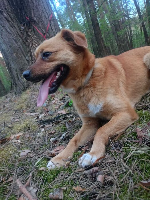 Psiak szuka domu, szeryf