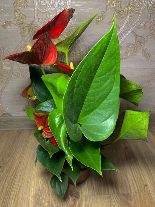 Антуріум червоний h 50 см