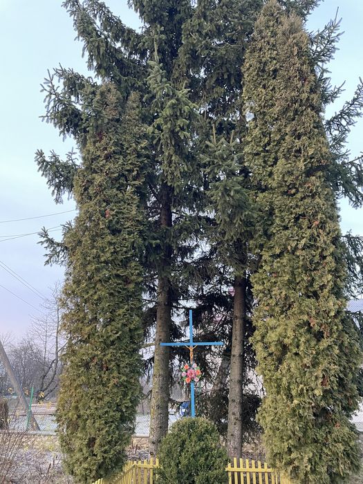 Продаються ялинки (хвойні дерева)