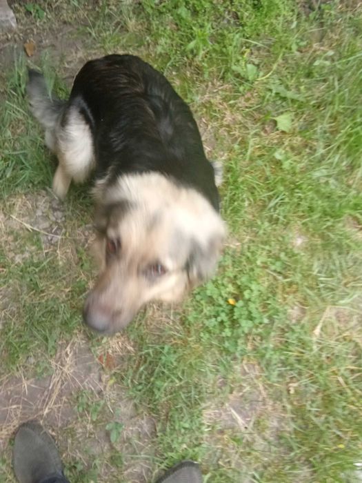 Отдам бесплатно суку 2года и  щенка 7 месяцев.