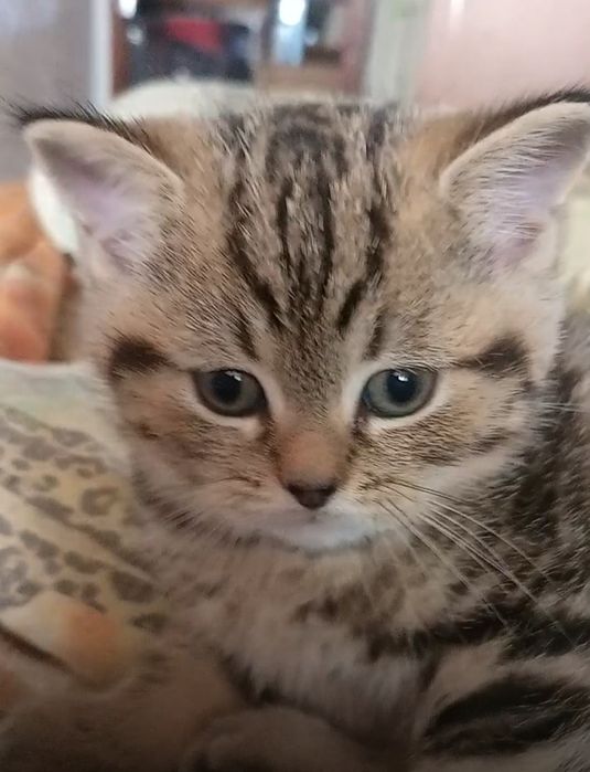 Шотландские, породистые  котята, готовы к переезду. Одесса