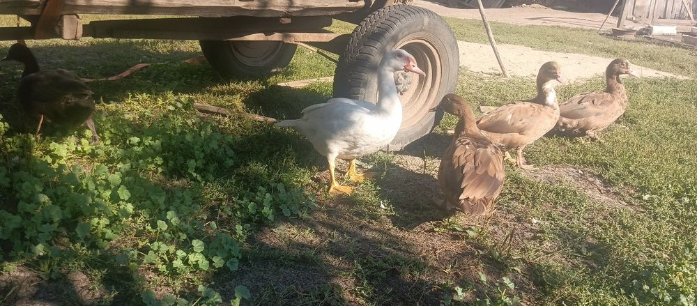 Продам індо качки