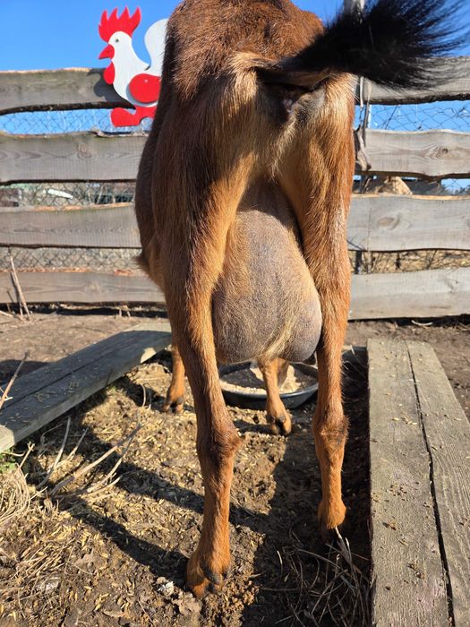 Koza alpejska mleczna