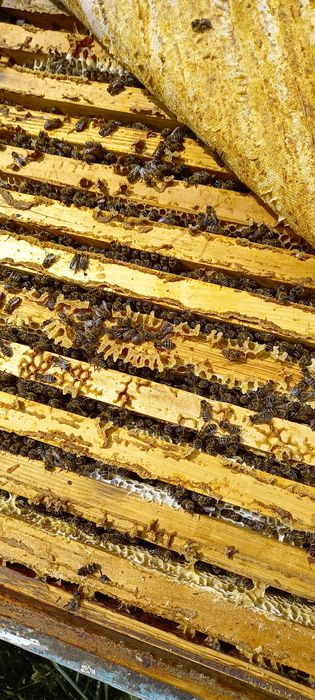 Бджолопакети та бджолосім'ї