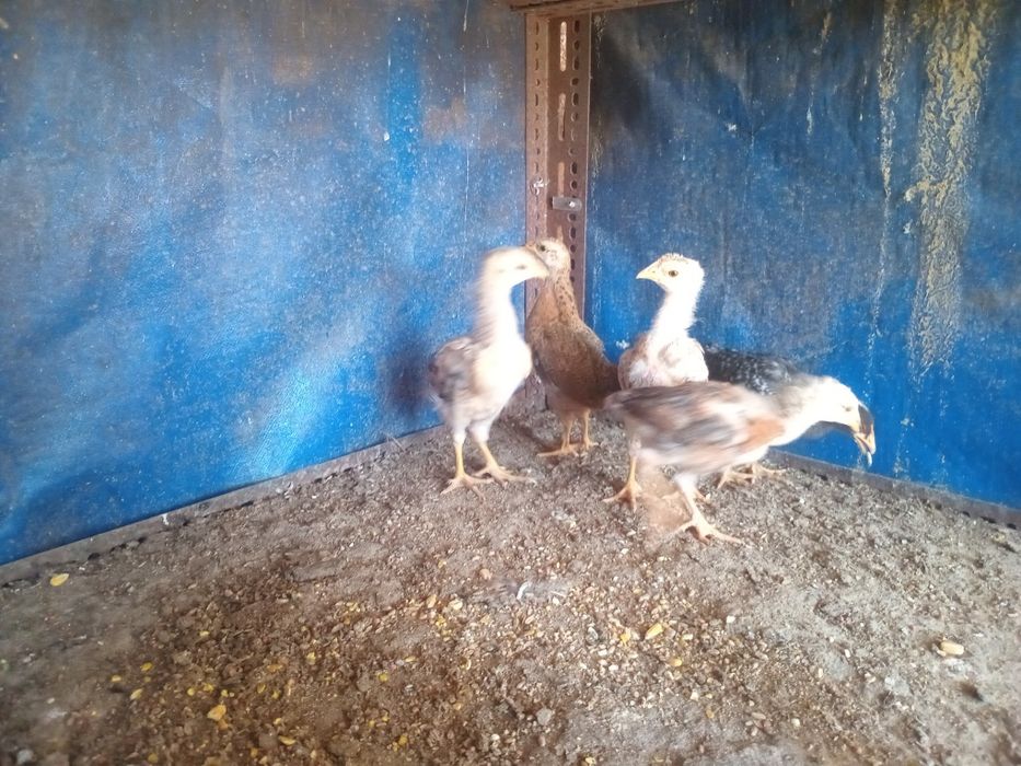 Galinhas do campo e pintos