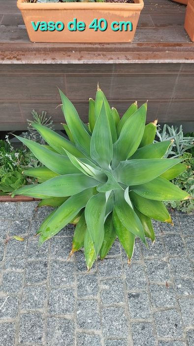 Agave pescoço de cisne