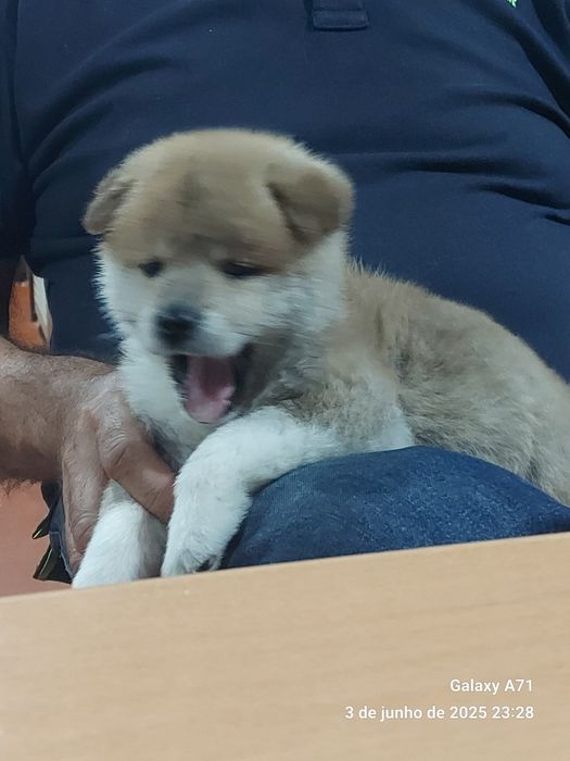 Akita inu japonês femea