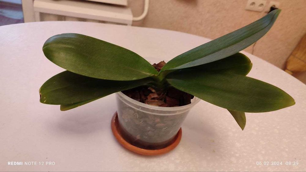 Орхидеи, цветы для души