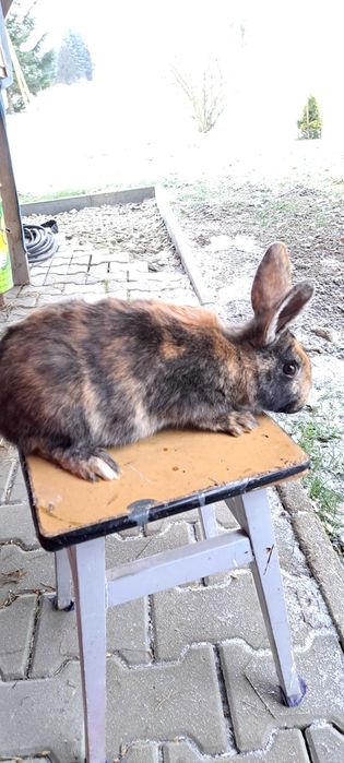 Króliki samica samiec