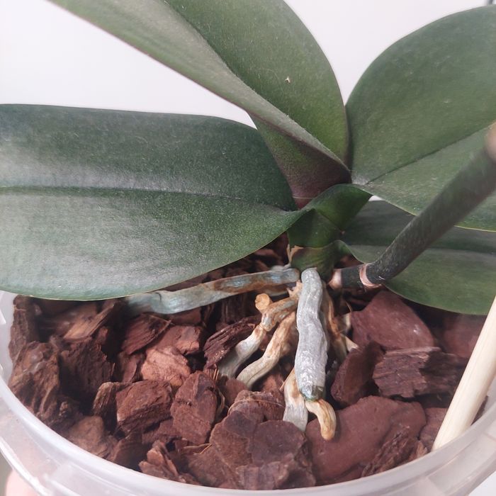 Орхідея фаленопсіс phal. Summer Breath