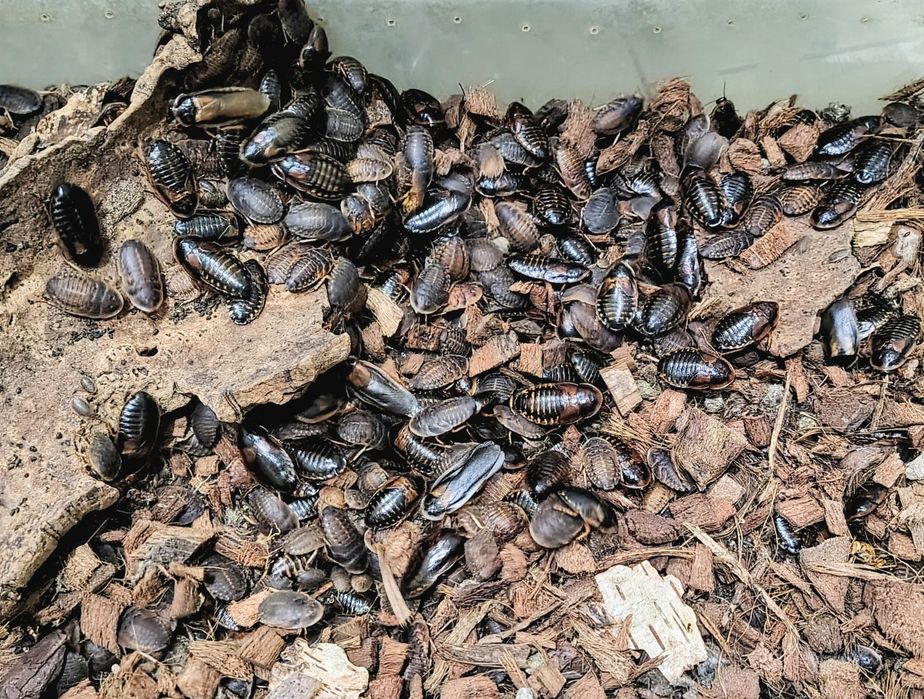 KARACZAN DUBIA! ~ Karmówka ~ TANIO! od 0,25gr