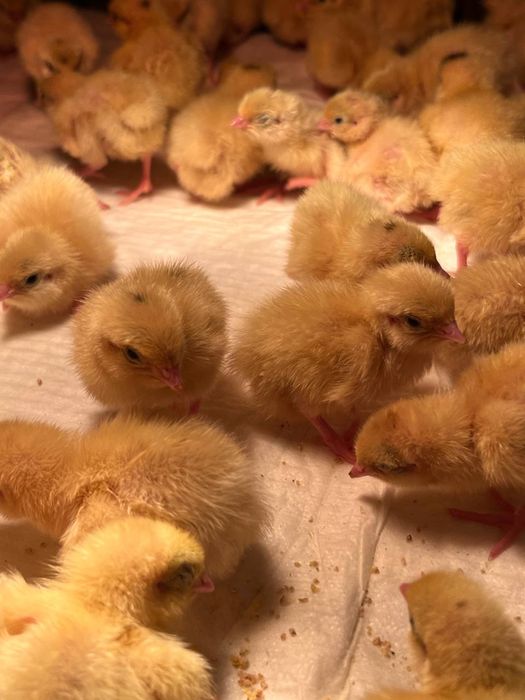 Суточные перепела, суточные цыплята перепелов, подрощеные перепела