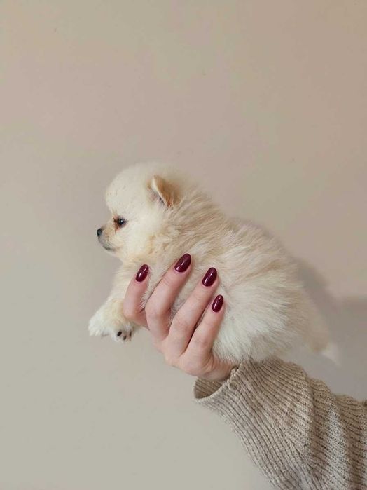 Pomeranian Szpic Miniaturowy Suczka