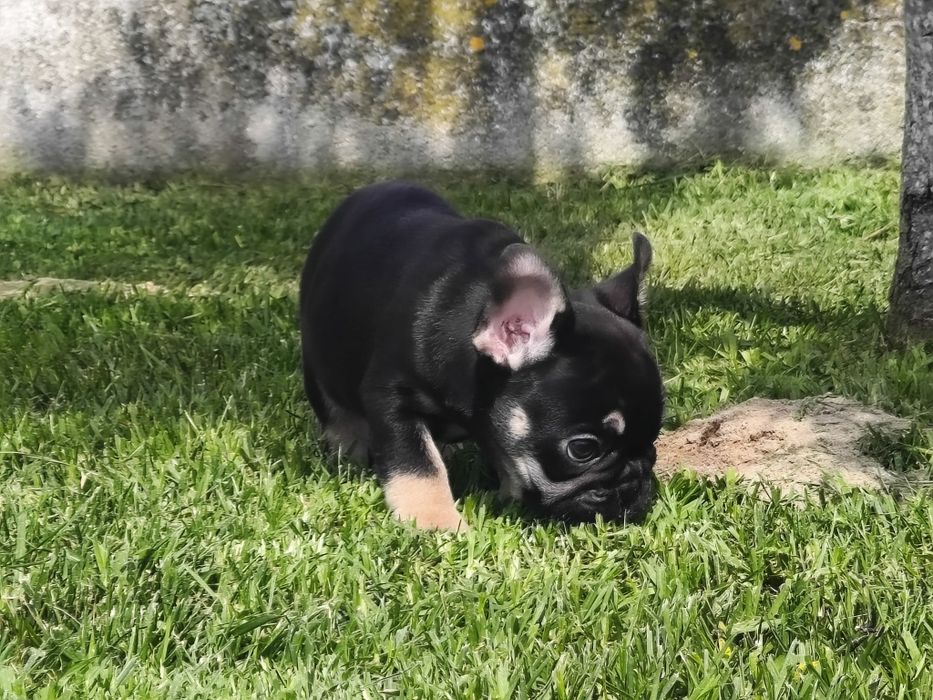 Bulldog Francês macho black tan