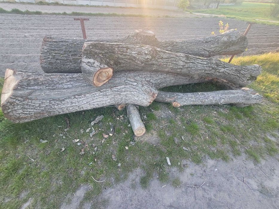 Drzewo orzech włoski