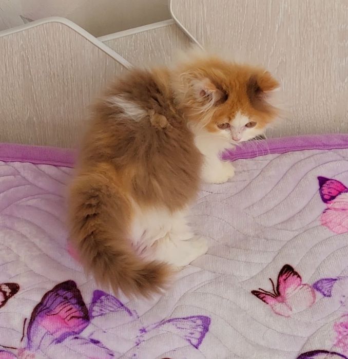 Черепашка цинамонова,очень нежная девочка