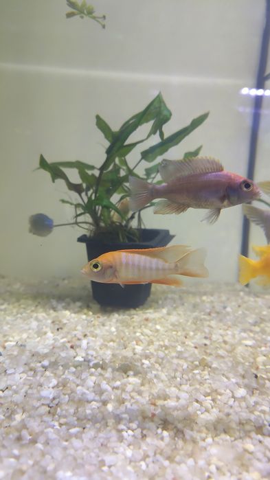 Aulonocara Eureka red