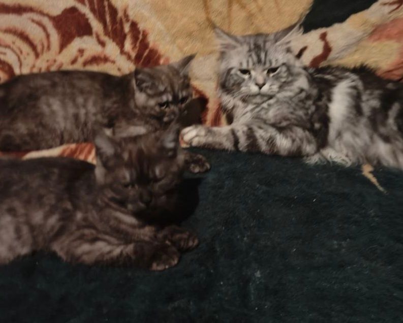 Продам чёрных котят 2 мальчиков мейнкуна