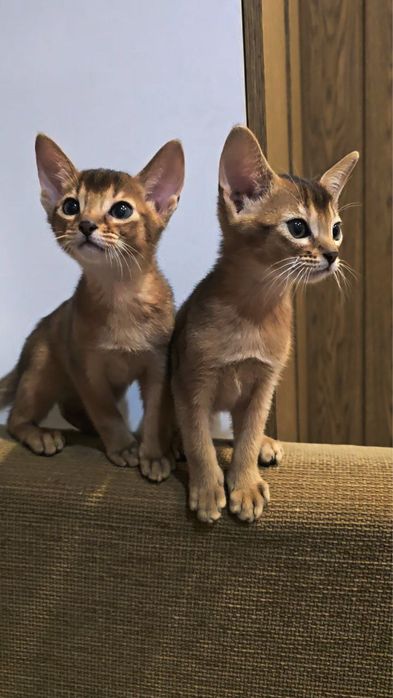 Абісинські кошенята абіссинська порода абиссинская