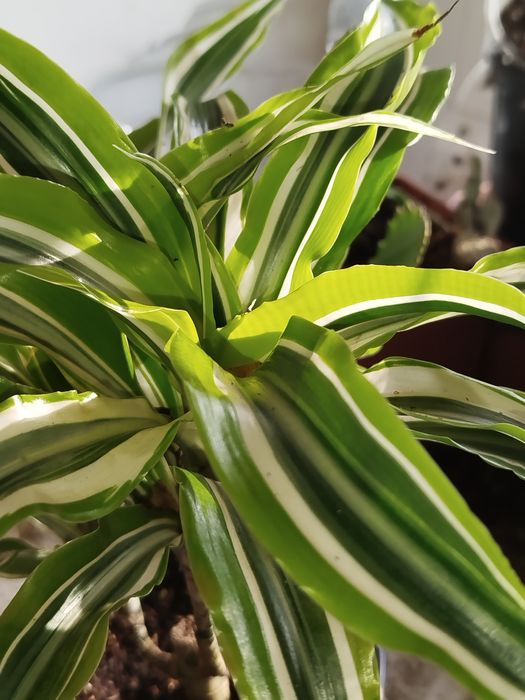 Кімнатні квіти на любий смак