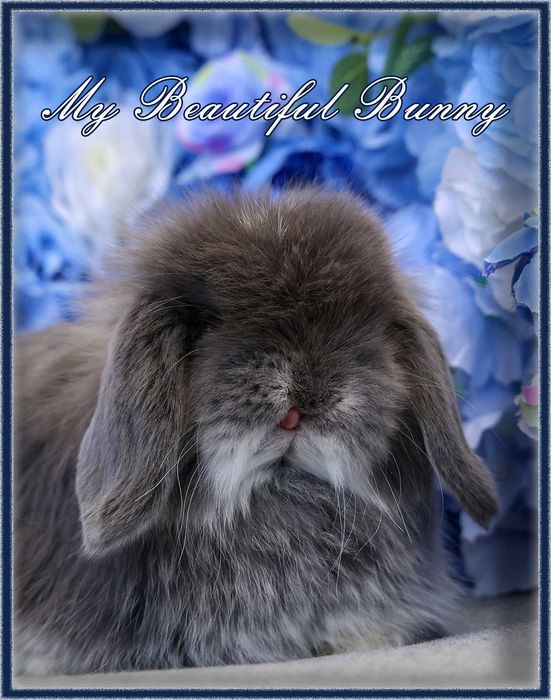 Młody Króliczek 100% Mini Lop - Blue Otter