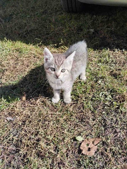 Віддамо двох котиків. с. Вільшана, Сумська обл.