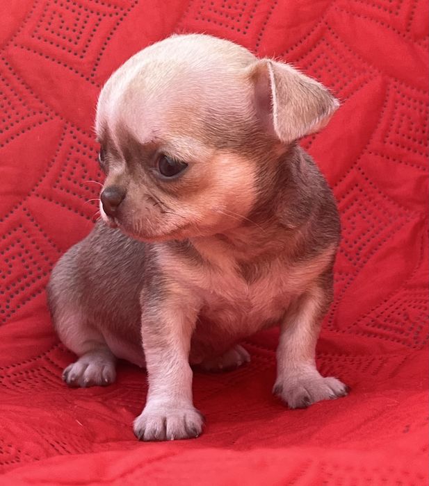 Chihuahua Femea  Pelo Curto