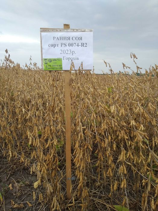 Продам насіння сої.