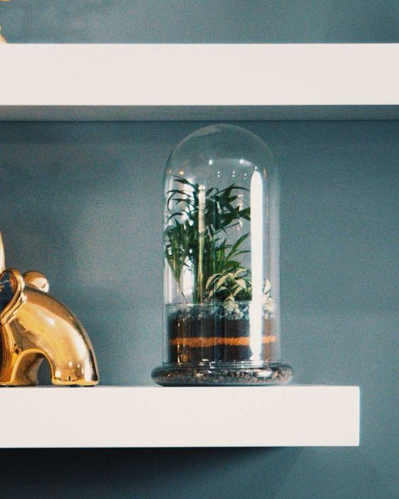 Aluguer Terrários Plantas Naturais