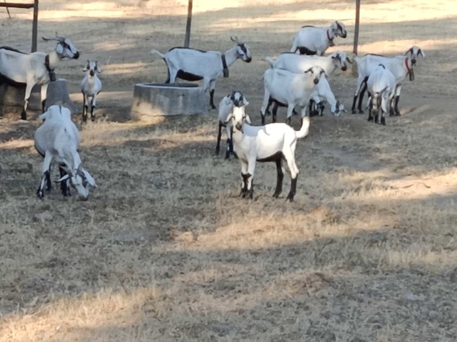 Cabras serpentinas (puras)