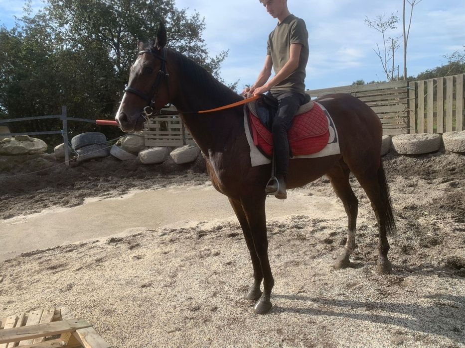 Vendo Puro Sangue Inglês