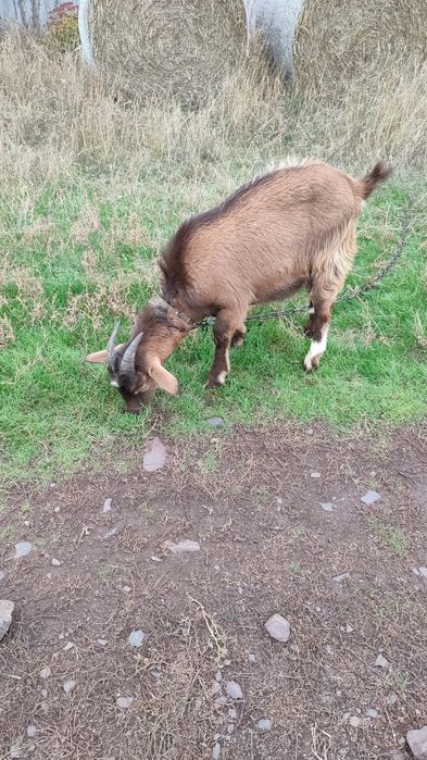 Продам Козу разом з Цапом