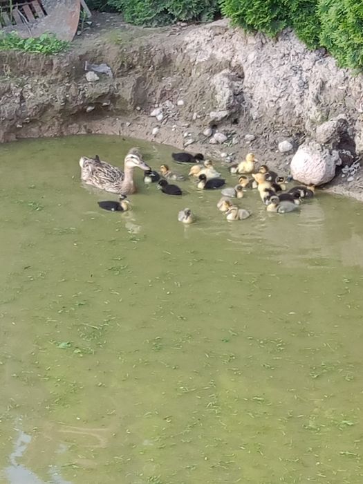 Kaczki francuskie i biegusy