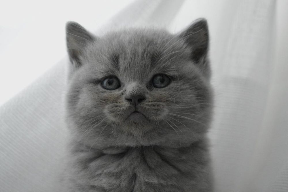 Чистокровні хлопчики.голубий,та ліловий