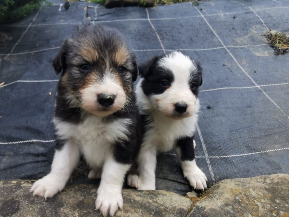 Szczeniak Border Collie