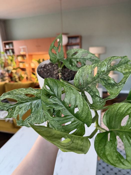 Monstera adansonii mint variegata