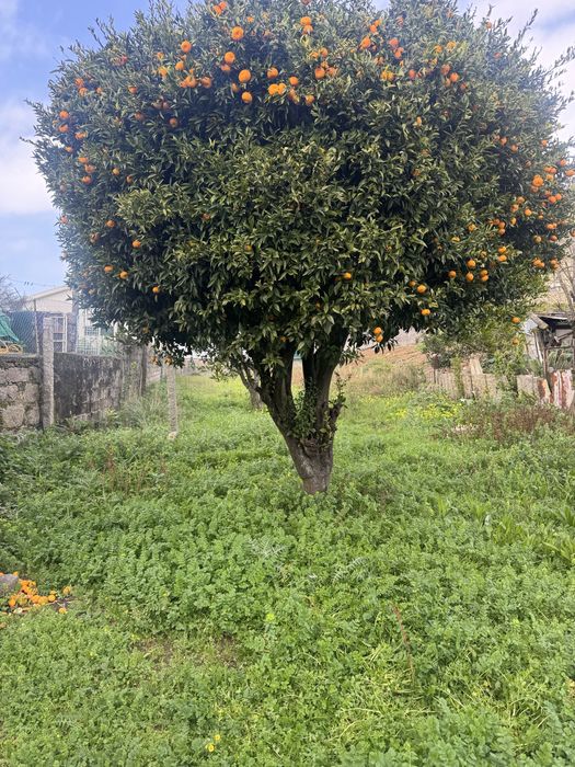 Moradia T2 com terreno 850 m2 a 900 mts da praia de lavadores