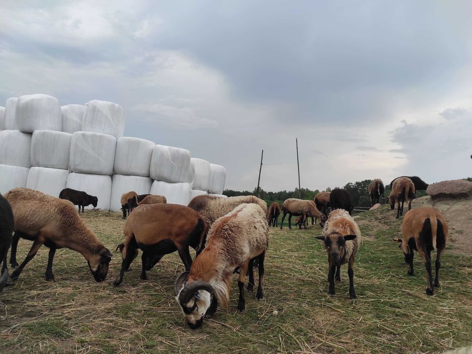 Sprzedamy nadwyżki zwierząt różne kozy i owce, oraz krowy szkockie