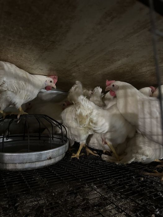 Легорні, 5,5 місяці