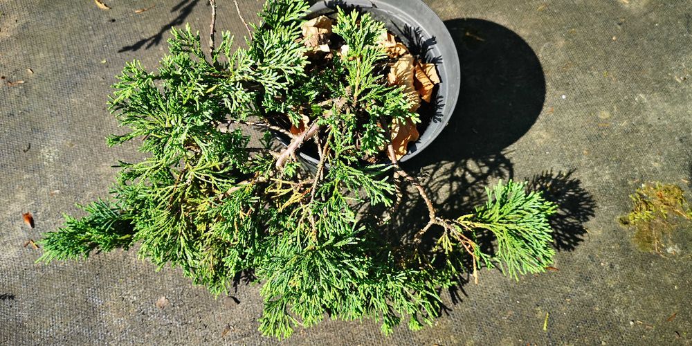 jałowiec płożący wiltoni niebieski dywan na skarpy skalniaki