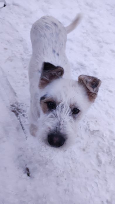 Szczeniaki do adopcji