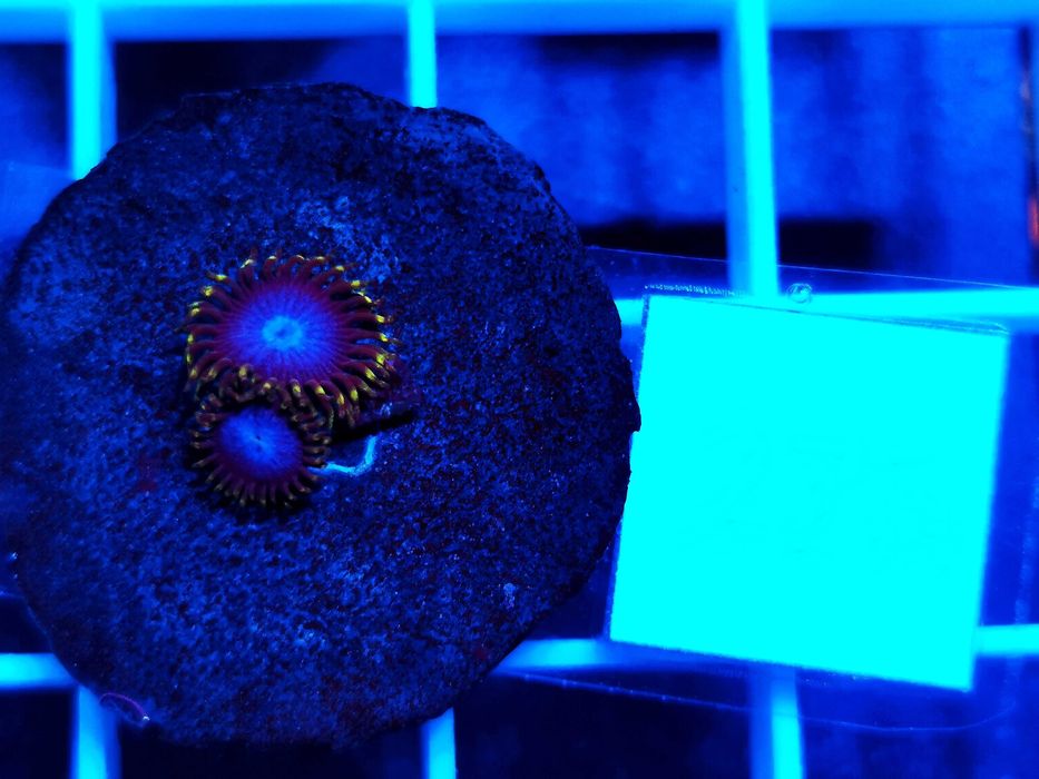 Zoanthus Smerf Blood WYSYŁKA cena za szczepkę, morskie, koralowce