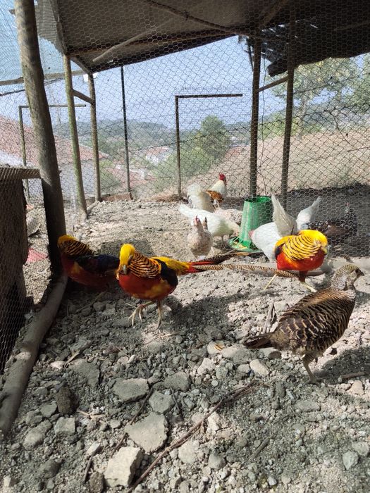 Várias aves para cedencia