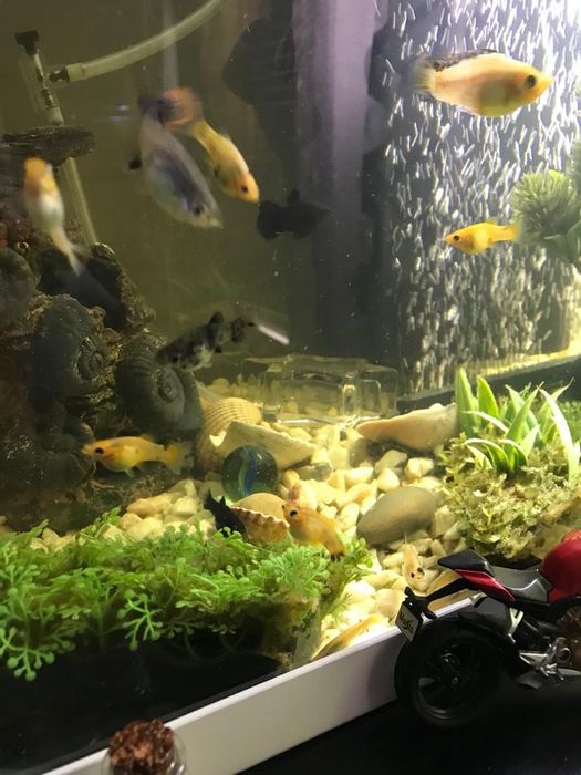 Vendo aquário com vários peixes