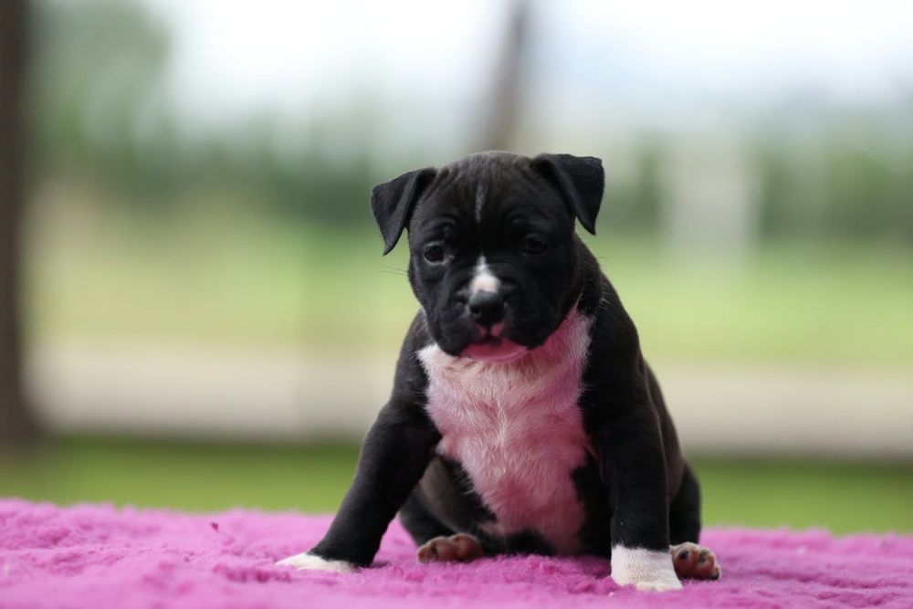 Amstaff American staffordshire terrier FCI suczka