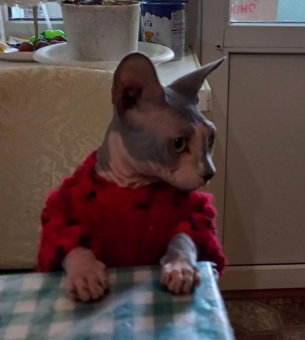 Передержка котиків, маленьких собачок та маленьких тваринок