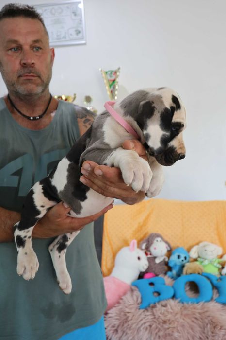 Suka Dog Niemiecki hodowla La Componella FCI suka bardzo mocna ZKwP