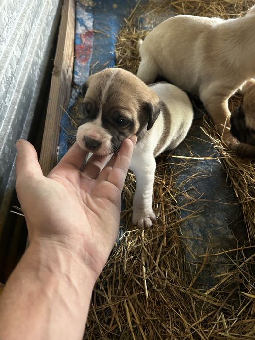 Cães  para adoção