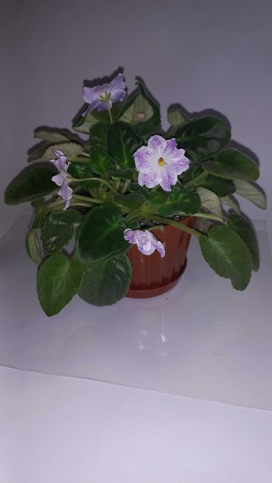 фиалка сенполия комнатный цветок